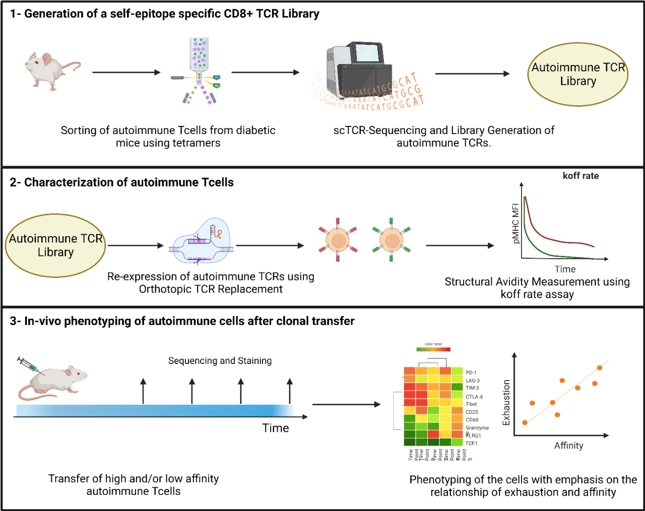 Autoimmunity 