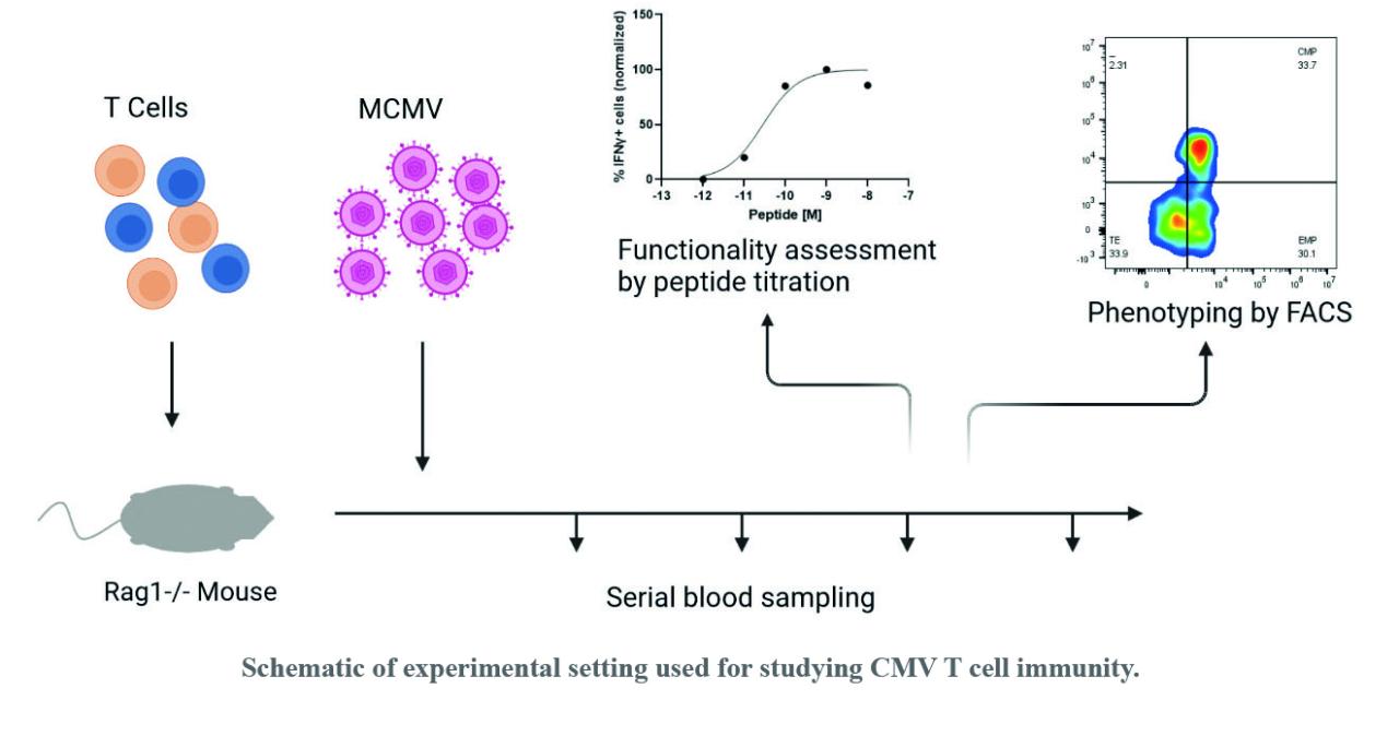 Studying CMV T cell immunity 