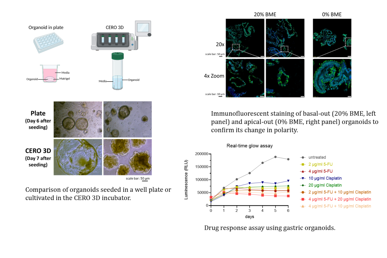 Organoid cultures 