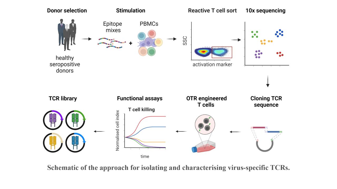 virus-specific tcrs virus-specific tcrs