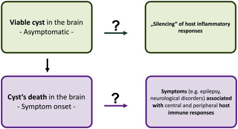 Stage specific immune modulation with the larvae of the helminth T. solium