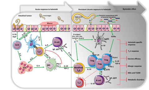 immunoregulation_mechanisms_during_chronic_helminth_infections_and_effects_gazzinelli-guimaraes_et_al_2018
