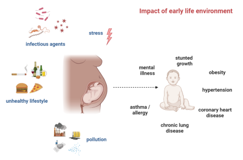 impact of early life environment