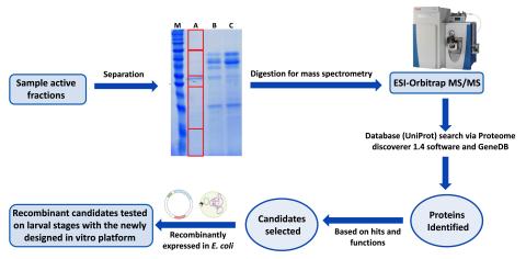 workflow identifying novel schistomicidal compound